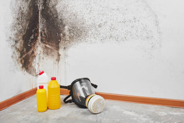 Best Fast Mold Removal  in White Oak, MS