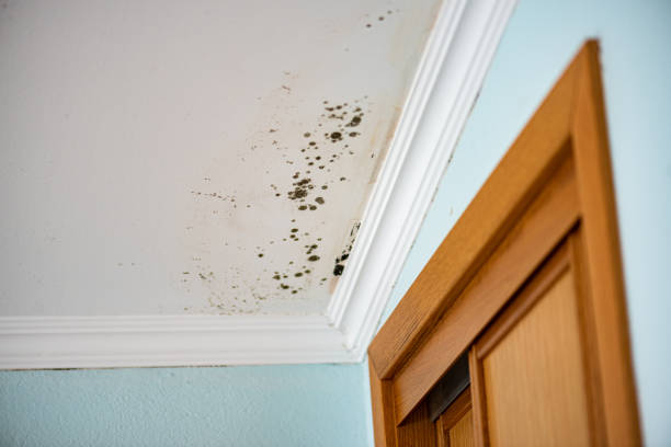 Best Mold Damage Repair  in White Oak, MS