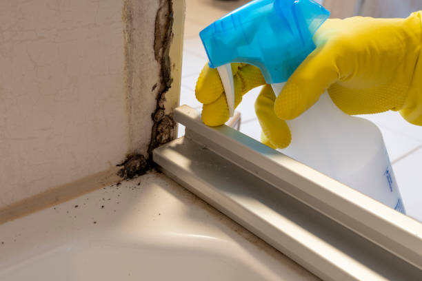 Best Attic Mold Removal  in White Oak, MS