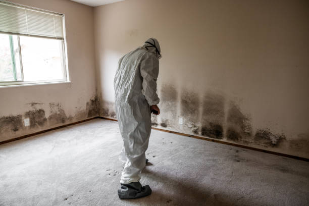 Professional Mold Removal in White Oak, MS